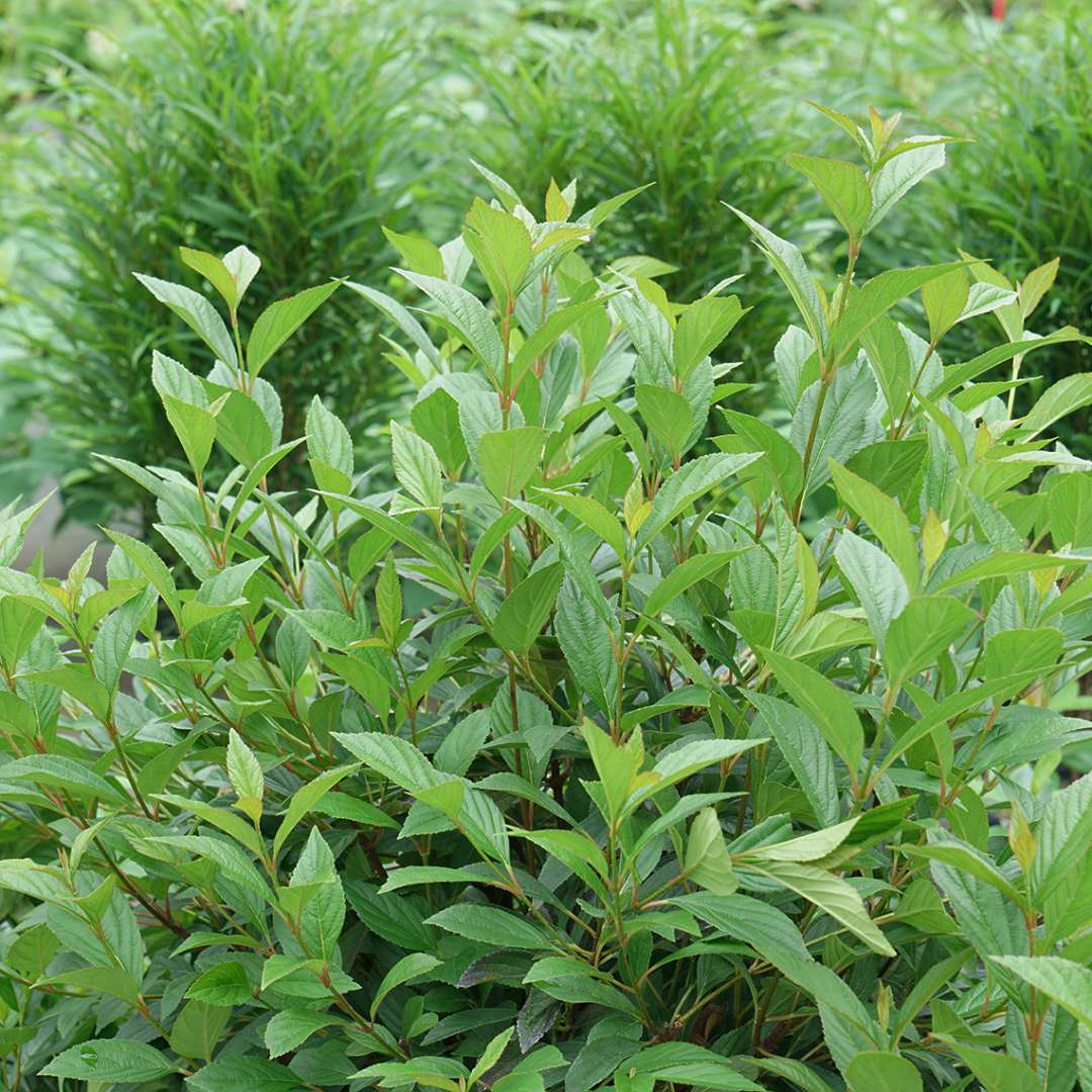 Viburnum 'NCVX4'