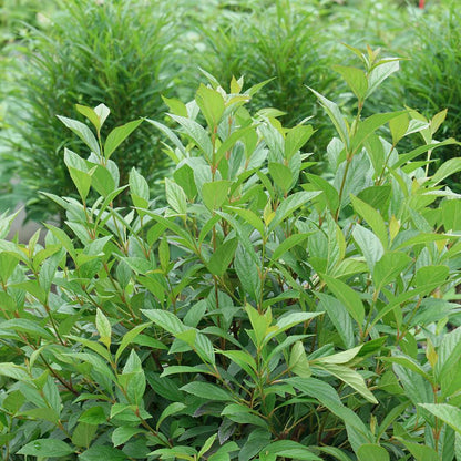 Viburnum 'NCVX4'