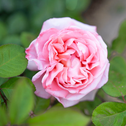 Rose - Sweet Mademoiselle