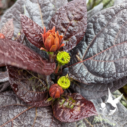 Sweetshrub - Red Zeppelin — DreamDrop Gardens photo 1