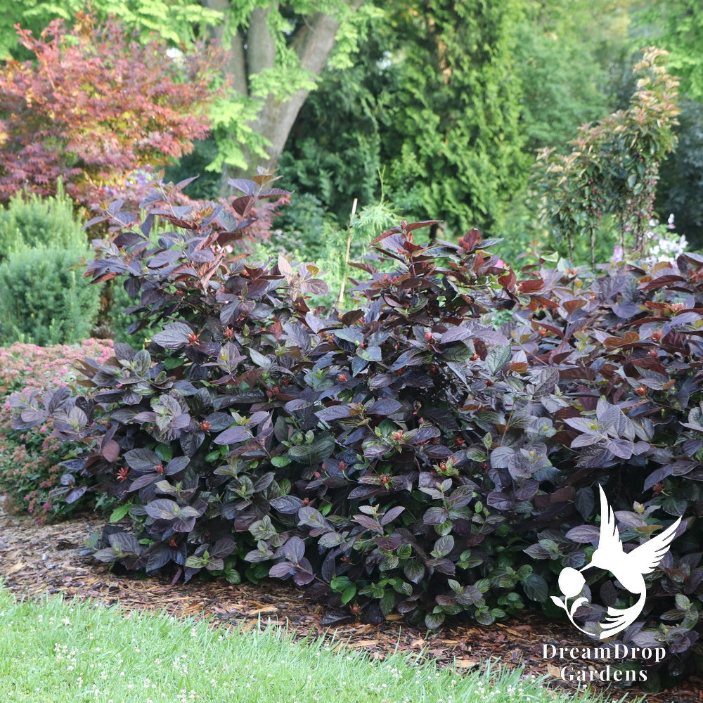 Sweetshrub - Red Zeppelin — DreamDrop Gardens photo 2
