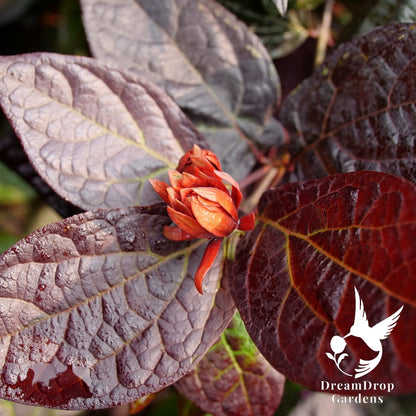 Sweetshrub - Red Zeppelin — DreamDrop Gardens photo 3