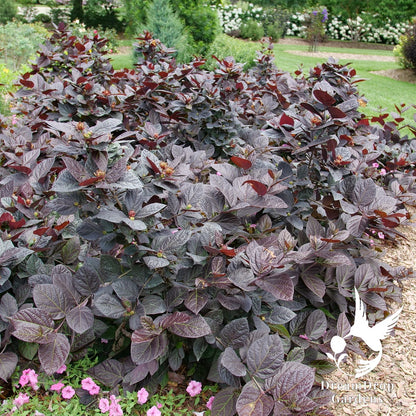Sweetshrub - Red Zeppelin — DreamDrop Gardens photo 4
