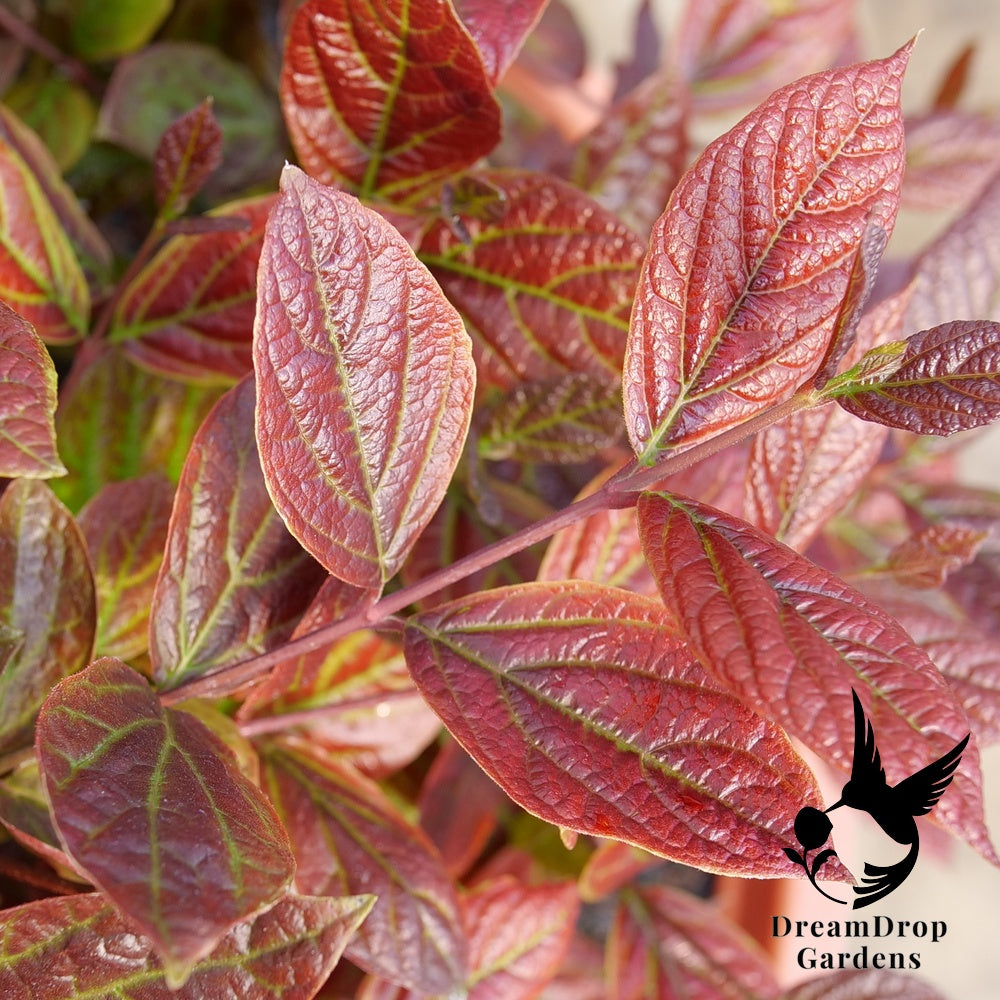 Sweetshrub - Red Zeppelin — DreamDrop Gardens photo 5