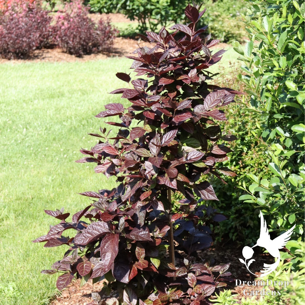 Sweetshrub - Red Zeppelin — DreamDrop Gardens photo 6