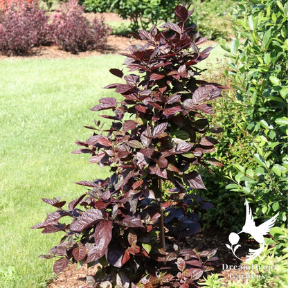 Sweetshrub - Red Zeppelin — DreamDrop Gardens photo 6