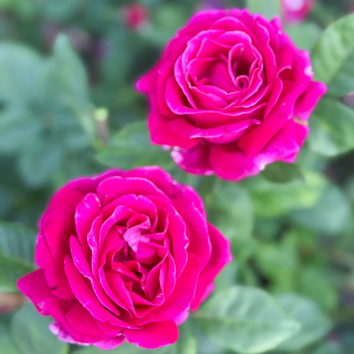 Rose - Sweet Spirit