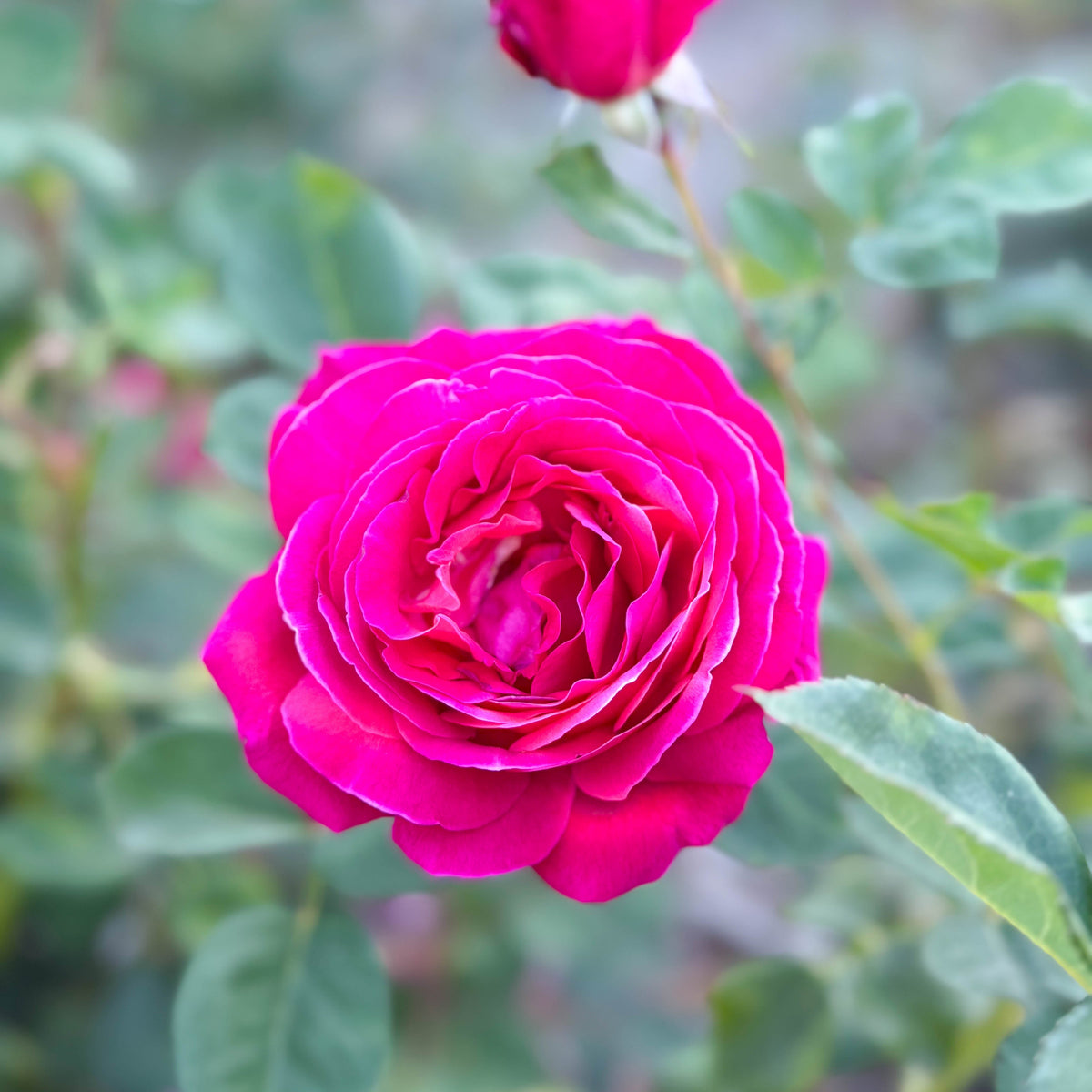 Rose - Sweet Spirit
