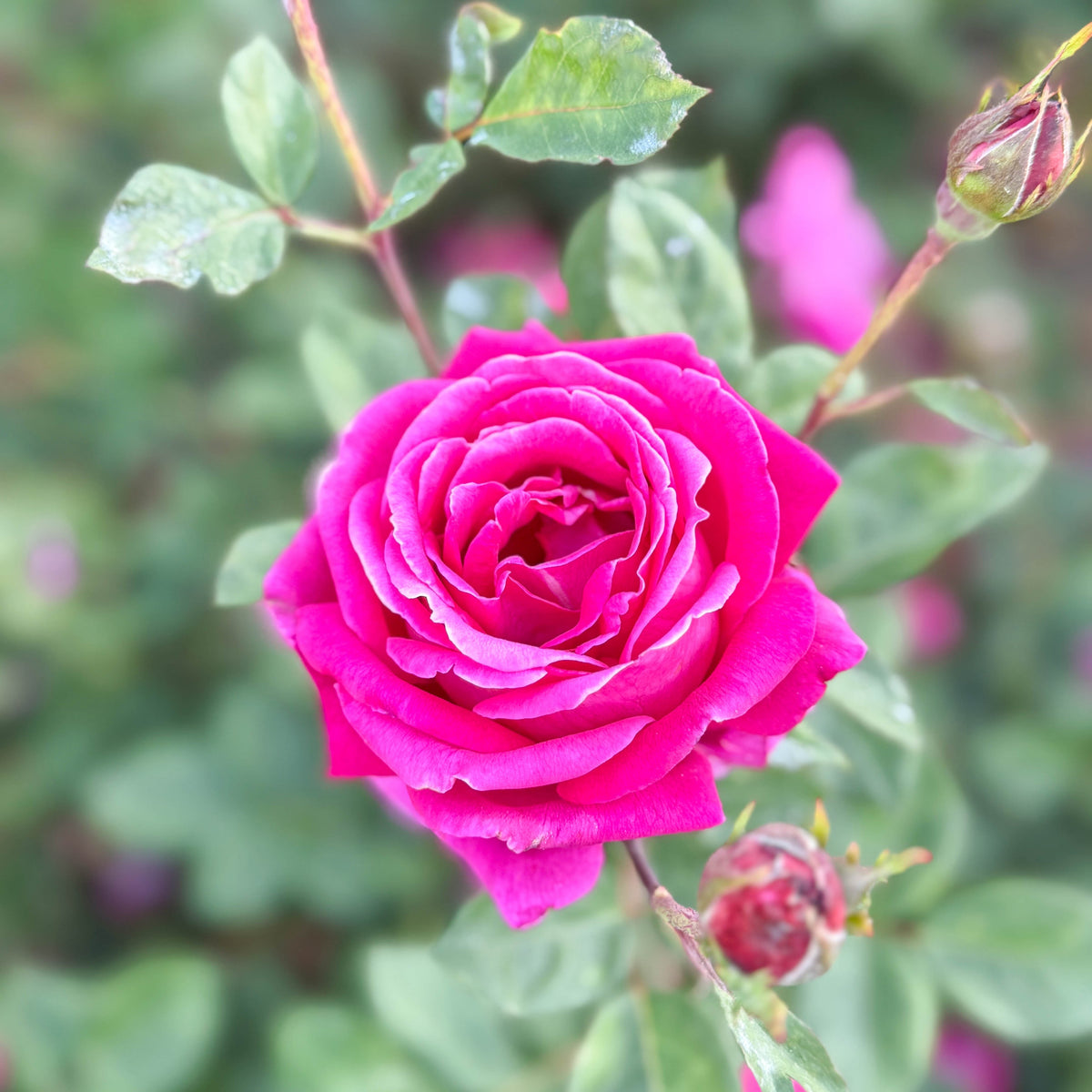 Rose - Sweet Spirit