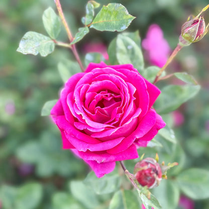 Rose - Sweet Spirit