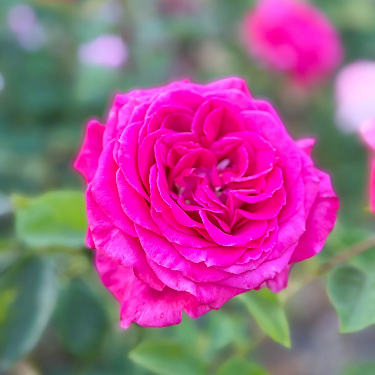 Rose - Sweet Spirit