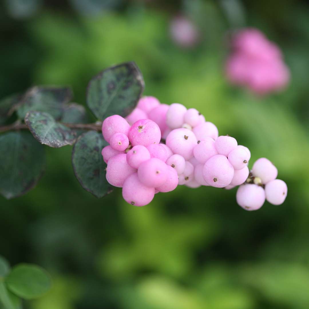 Coral Berry - PROUD BERRY Pink