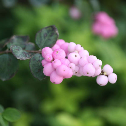 Coral Berry - PROUD BERRY Pink