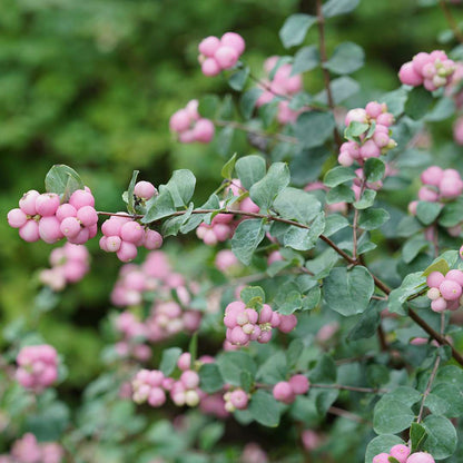 Coral Berry - PROUD BERRY Pink