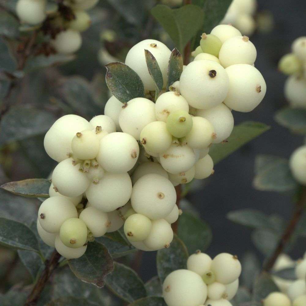 Snowberry - PROUD BERRY Pearl