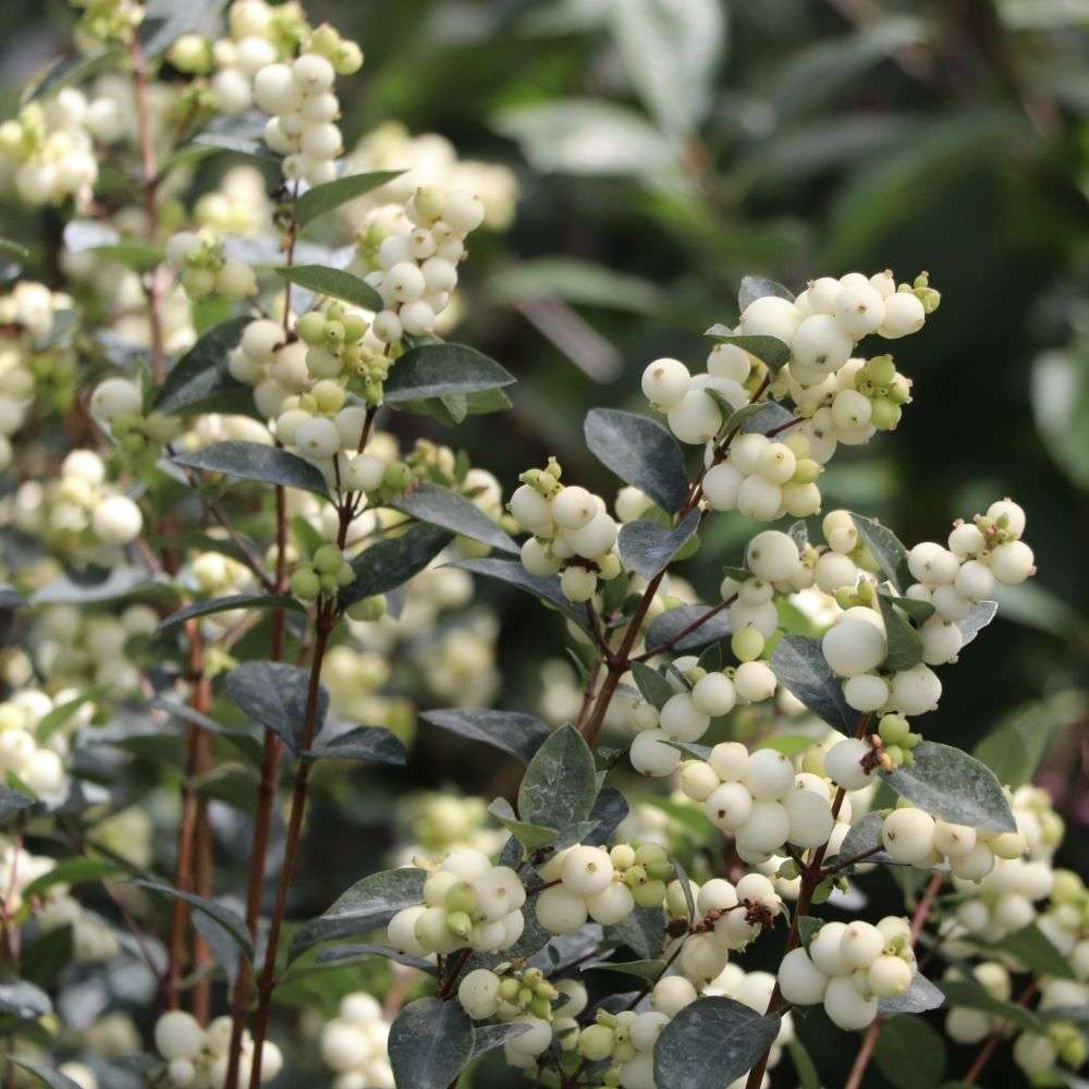 Snowberry - PROUD BERRY Pearl