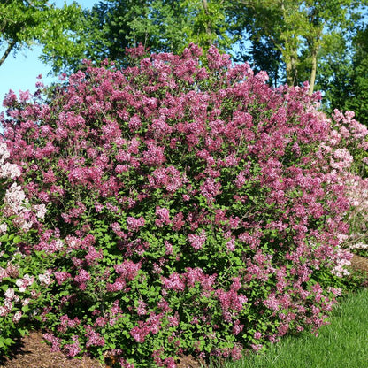 Lilac - Reblooming - BLOOMERANG Dark Purple