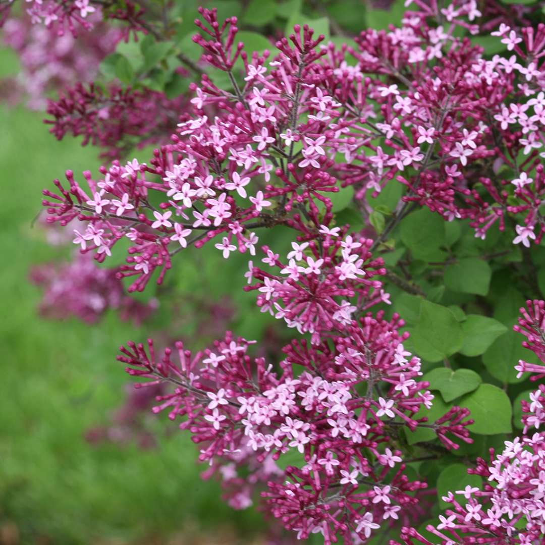 Lilac - Reblooming - BLOOMERANG Dark Purple