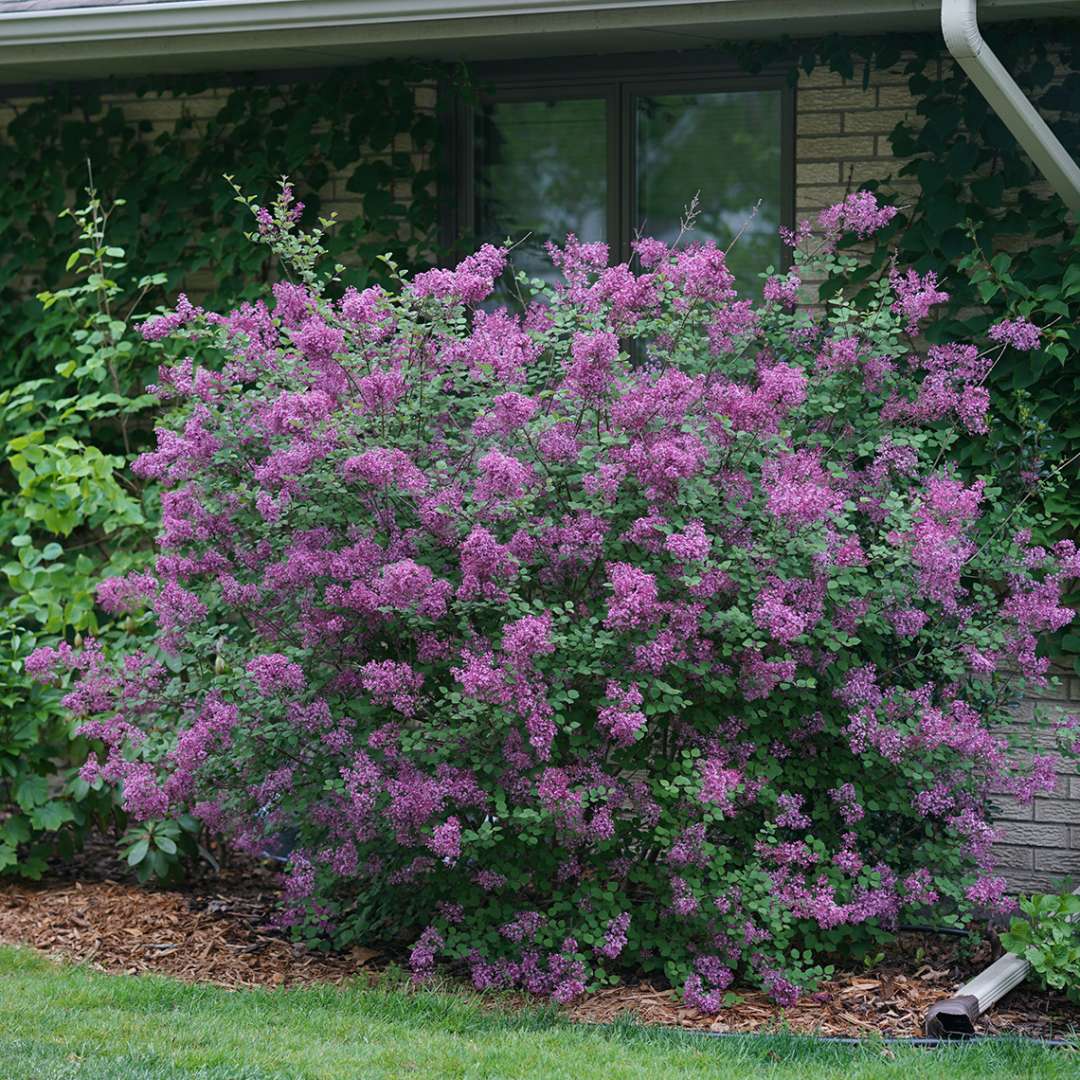 Lilac - Reblooming - BLOOMERANG Dark Purple