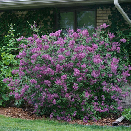 Lilac - Reblooming - BLOOMERANG Dark Purple