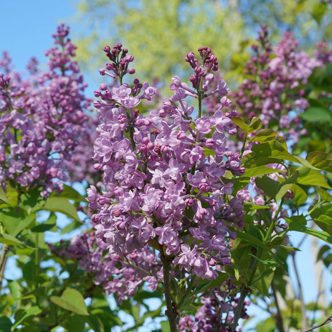 Lilac - SCENTARA Double Blue