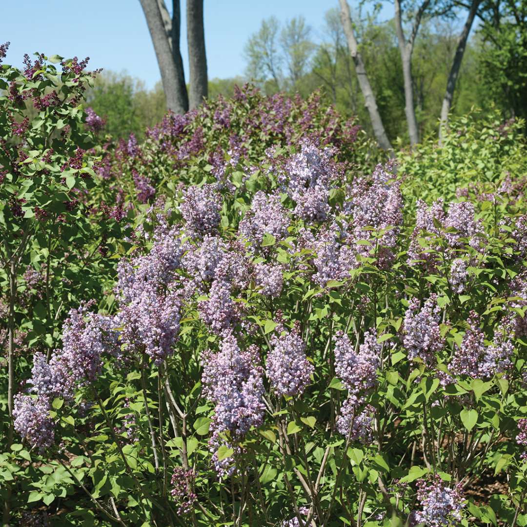 Lilac - SCENTARA Double Blue