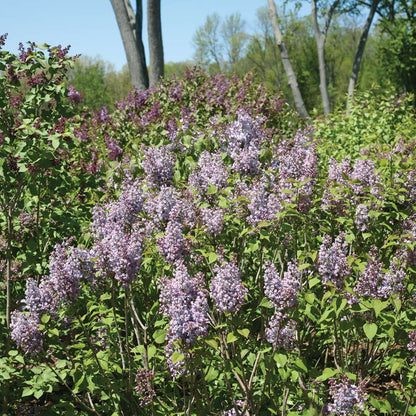 Lilac - SCENTARA Double Blue