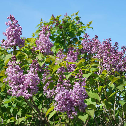 Lilac - SCENTARA Double Blue