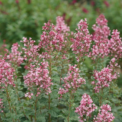 Reblooming lilac - BLOOMERANG BALLET