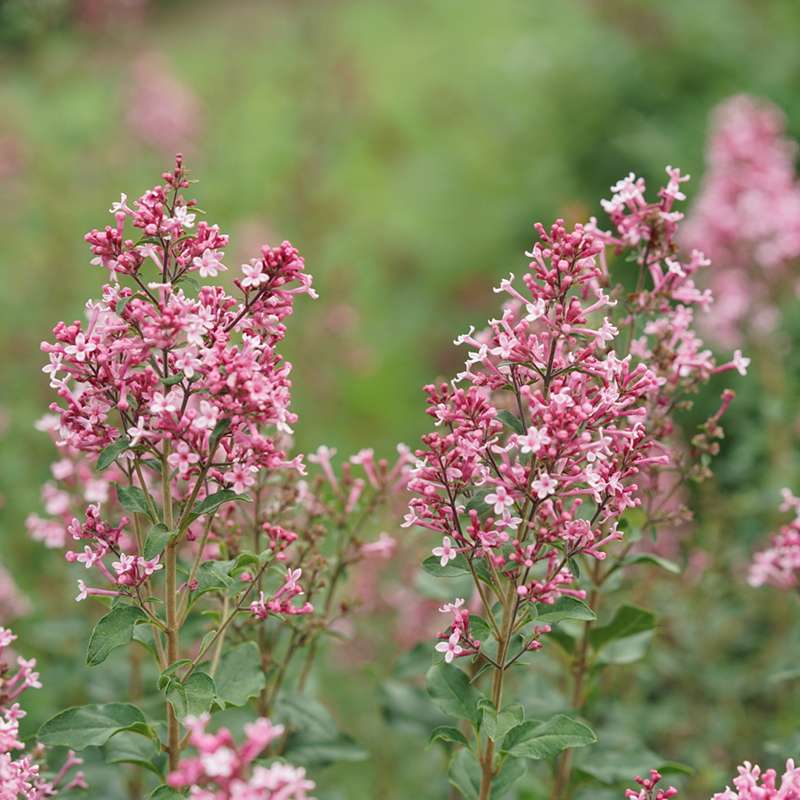 Reblooming lilac - BLOOMERANG BALLET