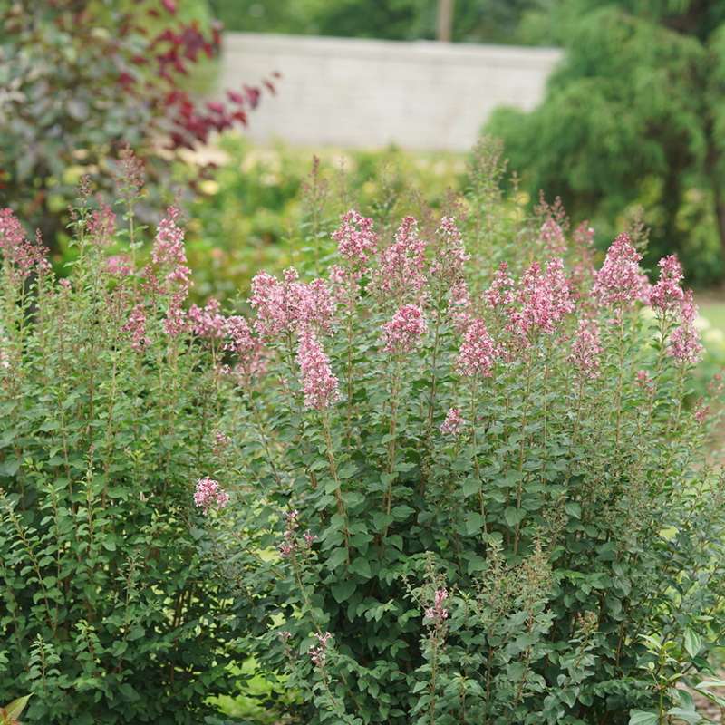 Reblooming lilac - BLOOMERANG BALLET