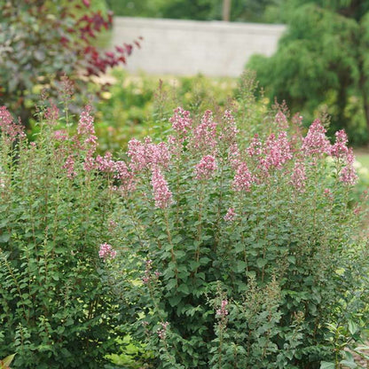 Reblooming lilac - BLOOMERANG BALLET