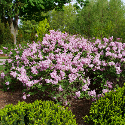 Reblooming Lilac - BLOOMERANG PURPINK