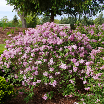 Reblooming Lilac - BLOOMERANG PURPINK