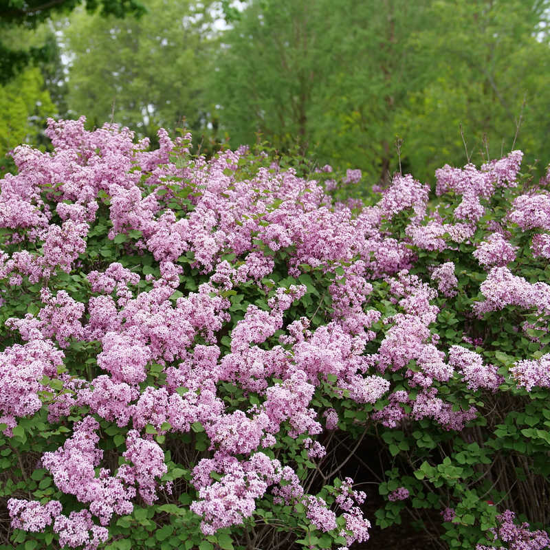 Reblooming Lilac - BLOOMERANG PURPINK