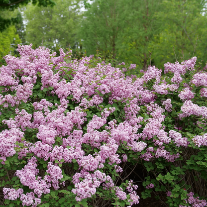 Reblooming Lilac - BLOOMERANG PURPINK
