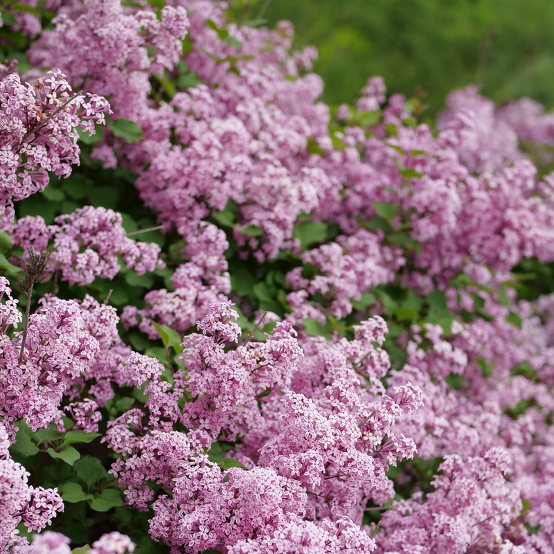 Reblooming Lilac - BLOOMERANG PURPINK