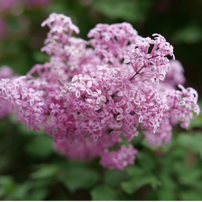 Reblooming Lilac - BLOOMERANG PURPINK