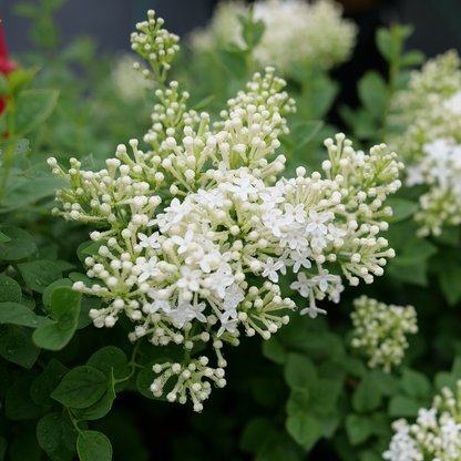 Reblooming lilac - BLOOMERANG SHOWMOUND