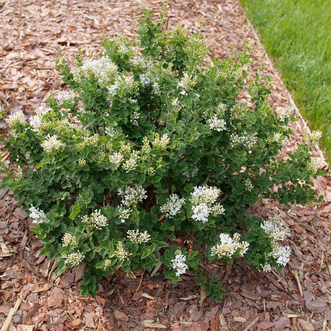 Reblooming lilac - BLOOMERANG SHOWMOUND