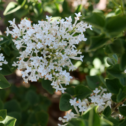 Reblooming lilac - BLOOMERANG SHOWMOUND