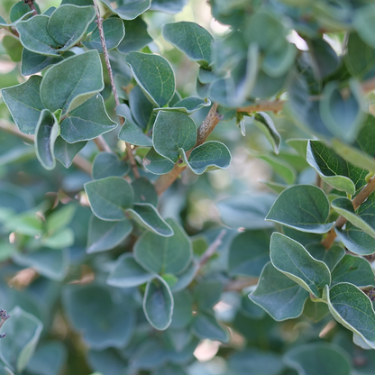 Reblooming lilac - BLOOMERANG SHOWMOUND