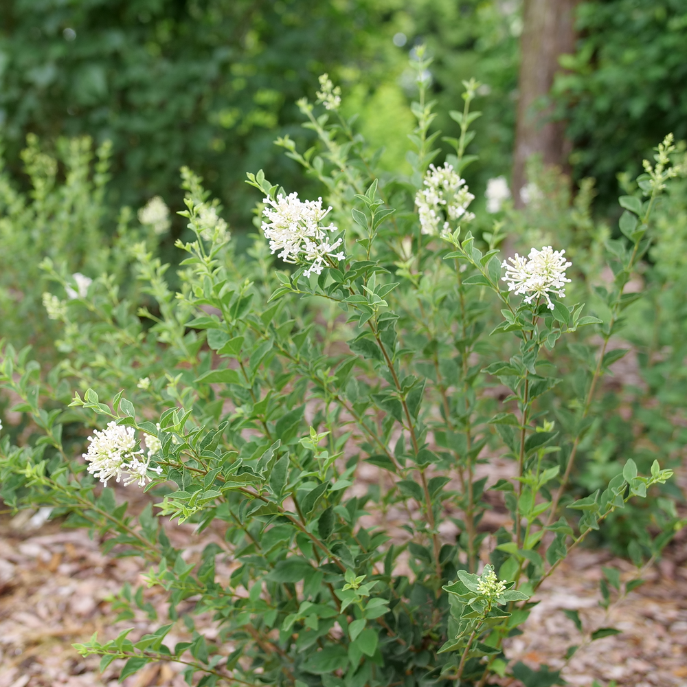 Reblooming lilac - BLOOMERANG SHOWMOUND