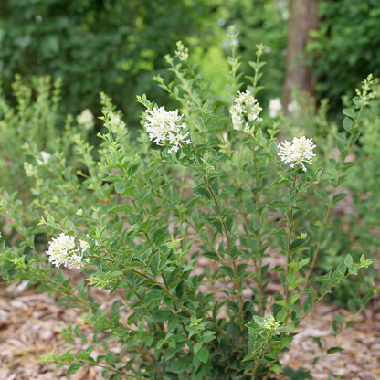 Reblooming lilac - BLOOMERANG SHOWMOUND