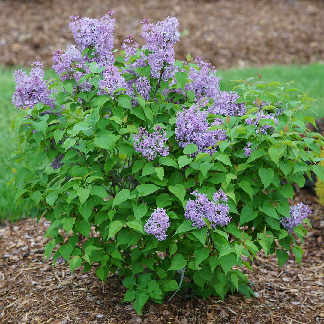 Lilac - SCENTARA PURA