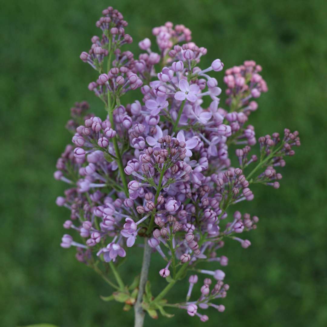 Lilac - SCENTARA PURA