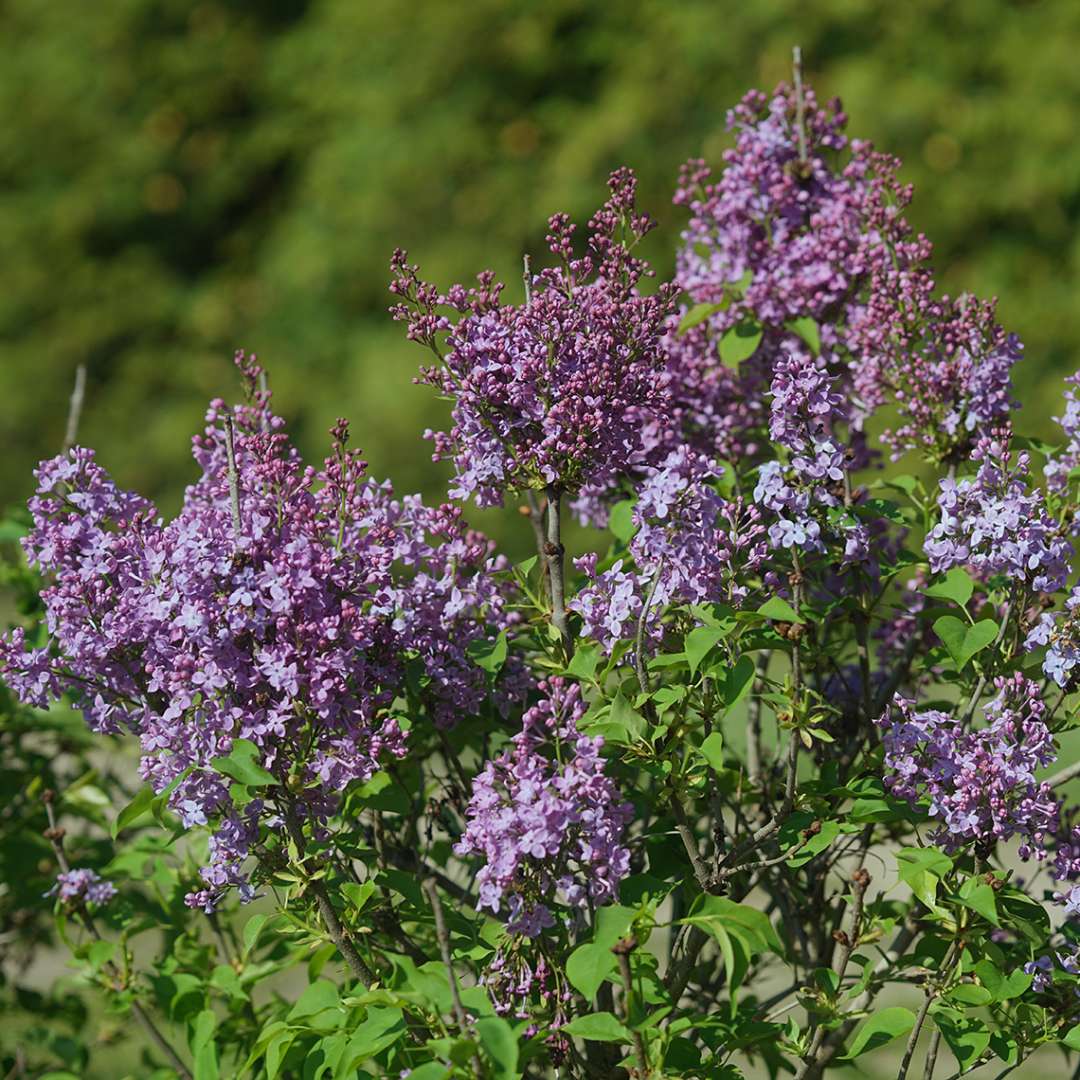 Lilac - SCENTARA PURA