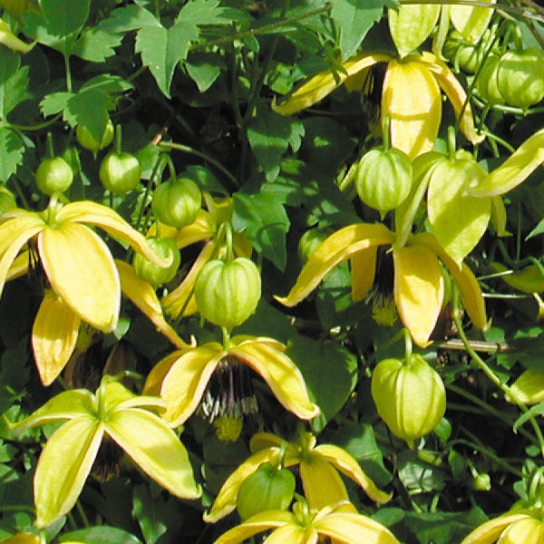 Clematis - tangutica Golden Harvest