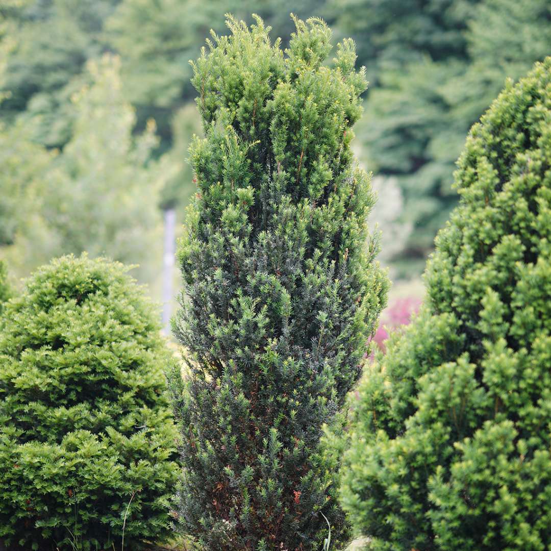 Yew - STONEHENGE