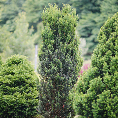Yew - STONEHENGE